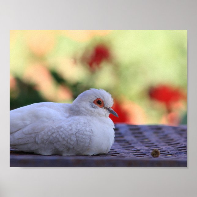 Poster d'oiseau de colombe (Devant)