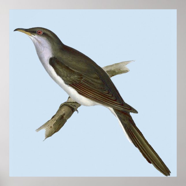 Poster d'oiseau de Cuckoo américain (Devant)