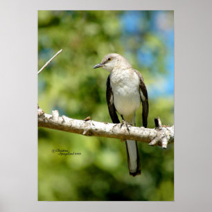 Poster d'oiseau de Mockingbird