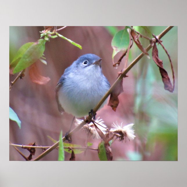 Poster d'oiseau Jardin gris bleu (Devant)