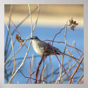 Poster d'oiseau-mouche du Nord