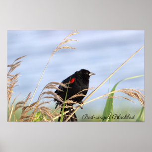 Poster d'oiseau-noir à ailes rouges