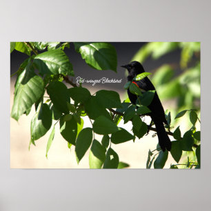 Poster d'oiseau-noir à ailes rouges