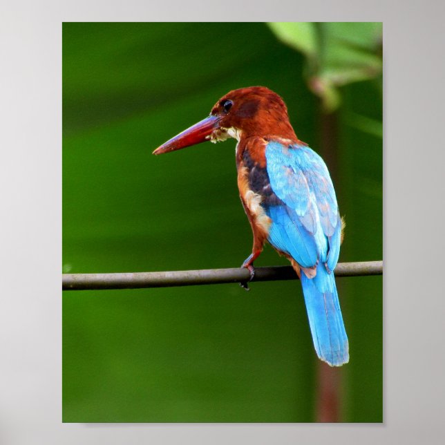 Poster d'oiseaux (Devant)