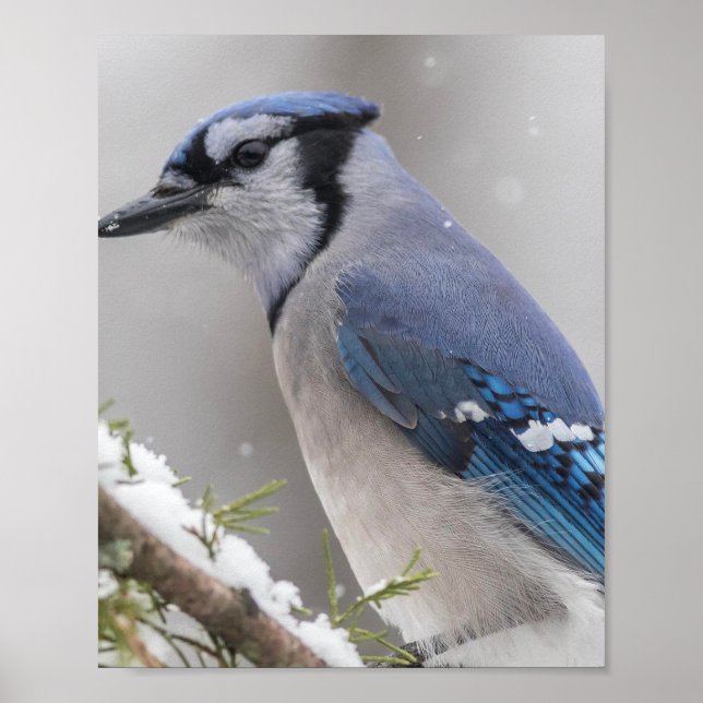 Poster d'oiseaux Blue Jay (Devant)