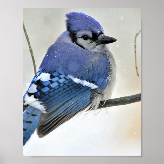 Poster d'oiseaux Blue Jay (Devant)