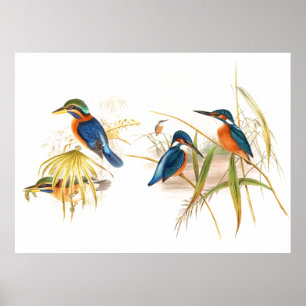 Poster d'oiseaux de Gould Kingfisher