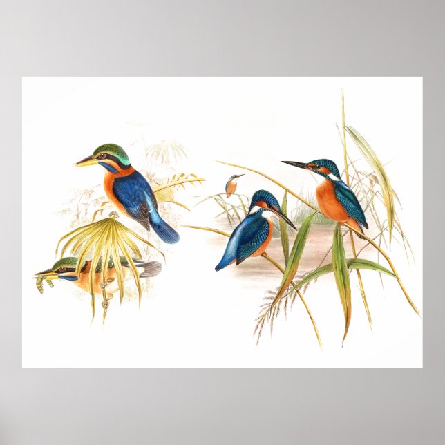 Poster d'oiseaux de Gould Kingfisher (Devant)