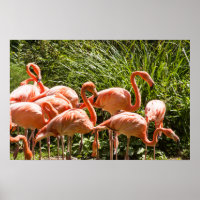 Poster d'oiseaux Flamants roses roses