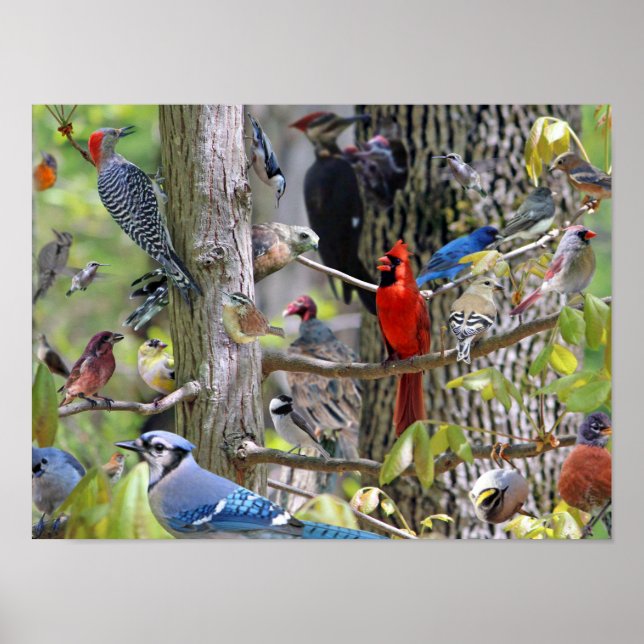 Poster d'oiseaux jardins (Devant)