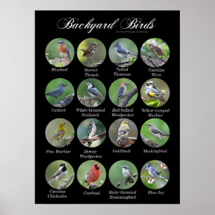 Poster d'oiseaux jardins