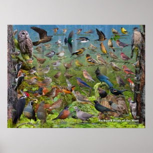 Poster d'oiseaux Jardins de West ID