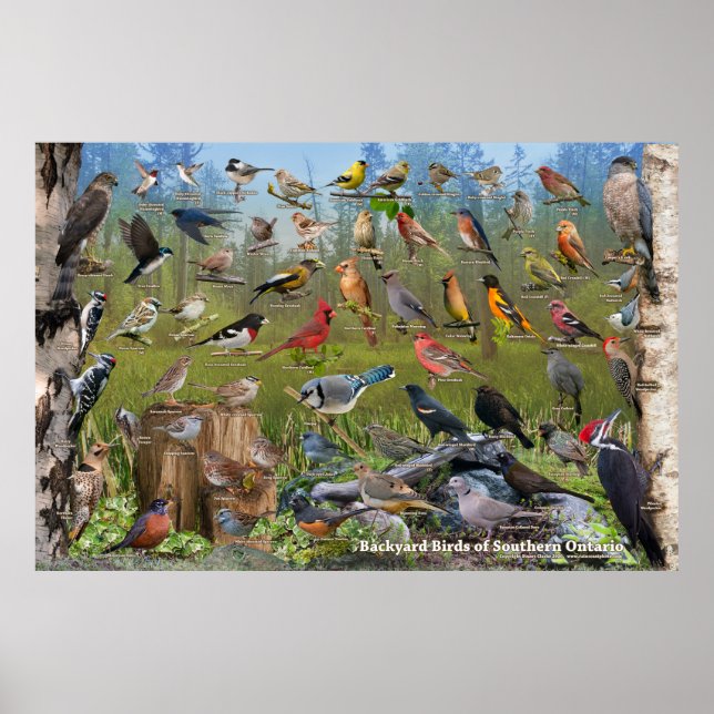 Poster d'oiseaux jardins du sud de l'Ontario (Devant)