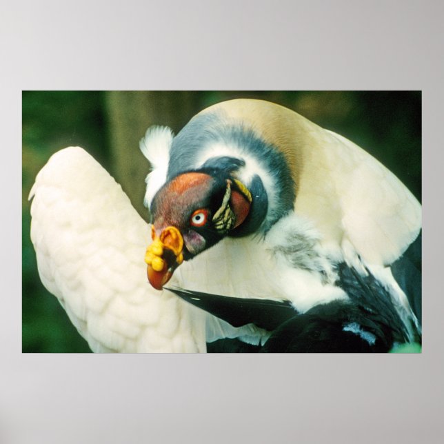 Poster d'oiseaux vautour du Roi (Devant)