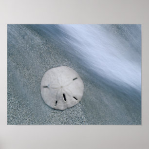 Poster Dollar de sable sur la plage Île de Sanibel, Flo
