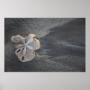 Poster Dollar de sable sur sable