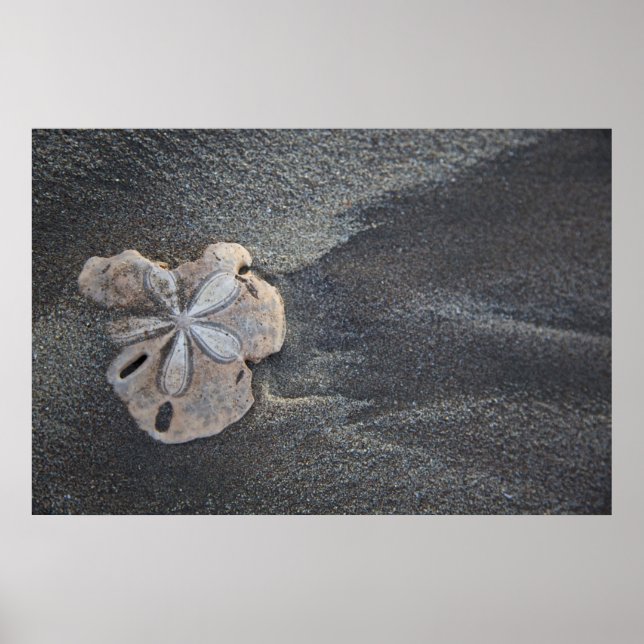 Poster Dollar de sable sur sable (Devant)