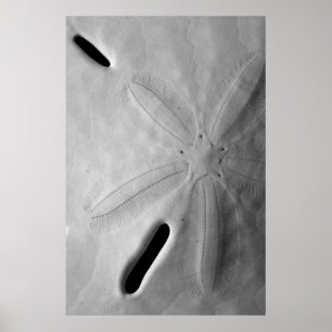 Poster Dollar du sable