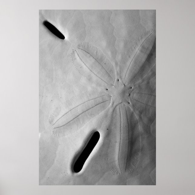 Poster Dollar du sable (Devant)