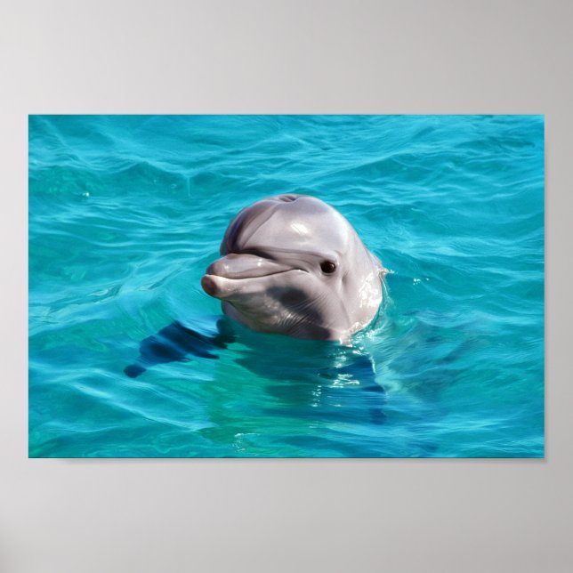 Poster Dolphin dans Blue Water Photo (Devant)
