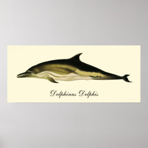 Poster Dolphin Delphinus Delphis, Mammifères marins Vinta