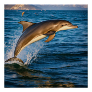 Poster Dolphin Groove : Soirée dansante sous-marine