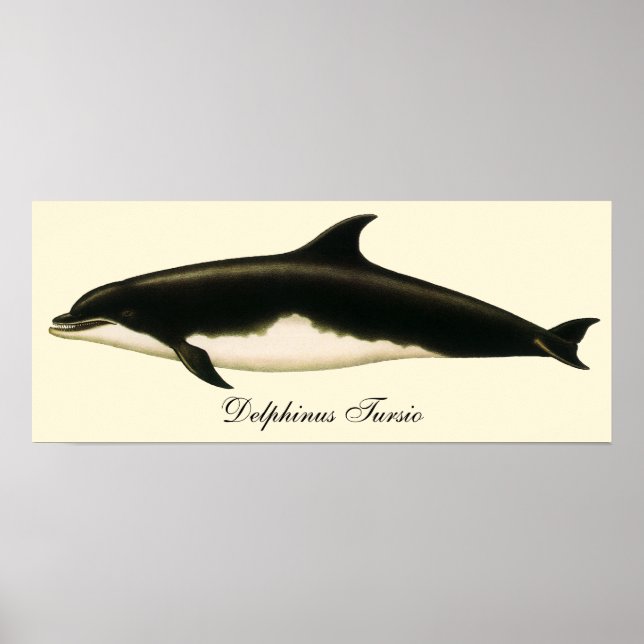 Poster Dolphins vintages Delphinus Tursio, Mammifères mar (Devant)