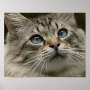 Poster Domestic cat