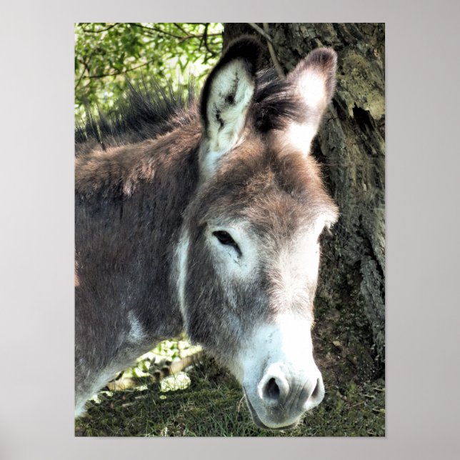 POSTER DONKEY (Devant)