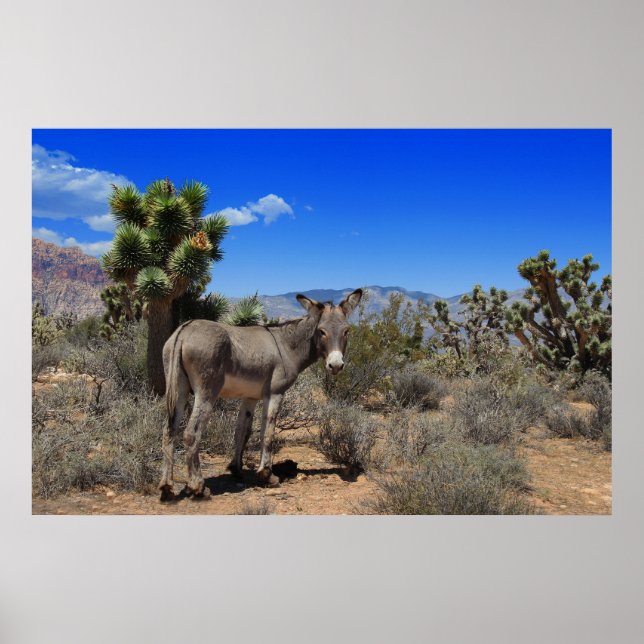 Poster Donkey In the Desert à Las Vegas, NV (Devant)