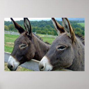 Poster Donkey Mule ferme animal pays Destinée