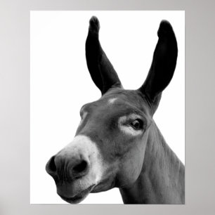 Poster Donkey noir et blanc drôle peekabot photo d'animal