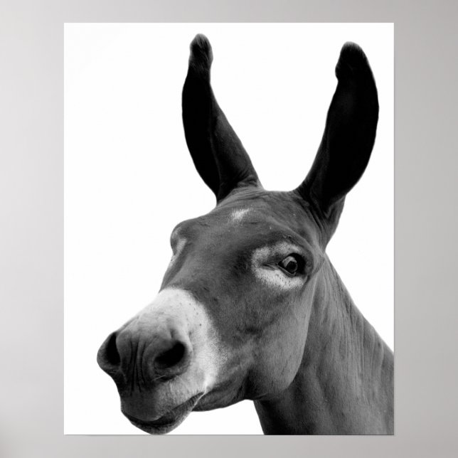 Poster Donkey noir et blanc drôle peekabot photo d'animal (Devant)