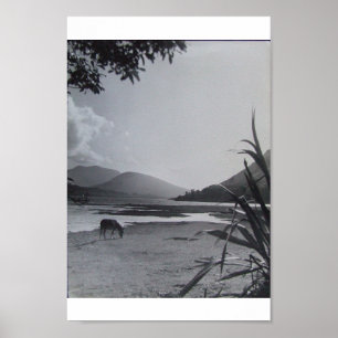 Poster Donkey on Shoreline, 1960 Achill Island Irlande