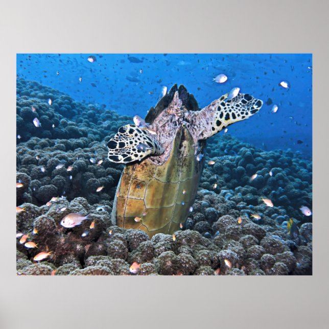 Poster Doofy Turtle (Devant)