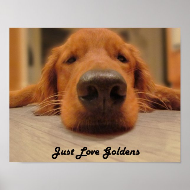 Poster d'or, nez (Devant)