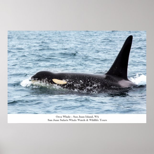 Poster d'Orca Killer Whale San Juan Island Large (Devant)