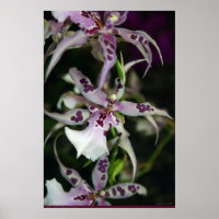 Poster d'orchidée Beallara -24x36 -autres tailles