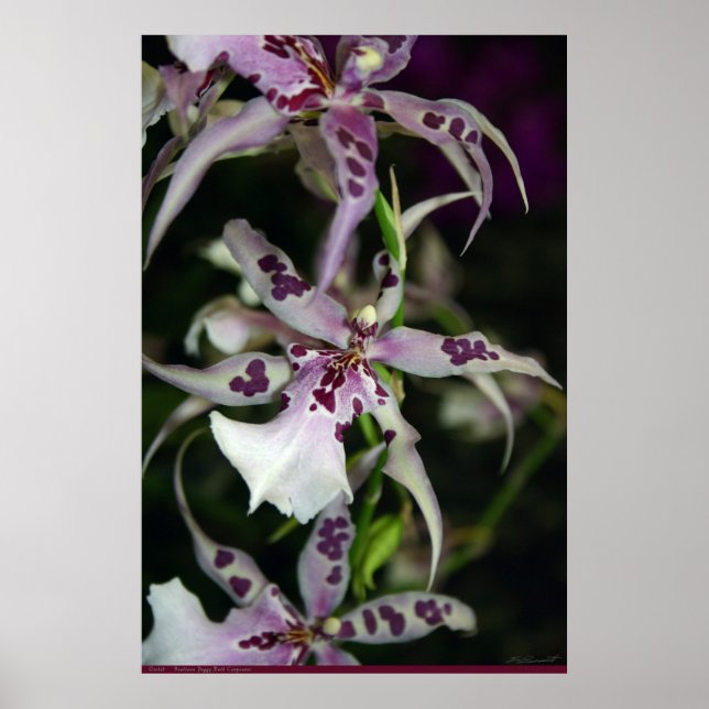 Poster d'orchidée Beallara -24x36 -autres tailles  (Devant)