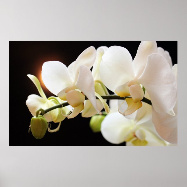 Poster d'orchidées blanches (Devant)
