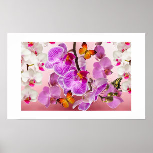 Poster d'orchidées et de papillons