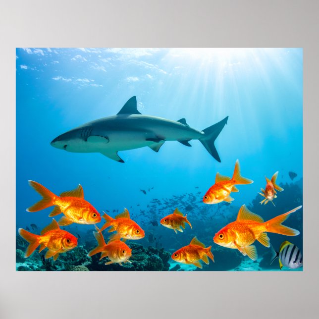 Poster Dorée parmi les requins (Devant)