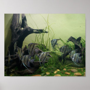 Poster d'orinoco