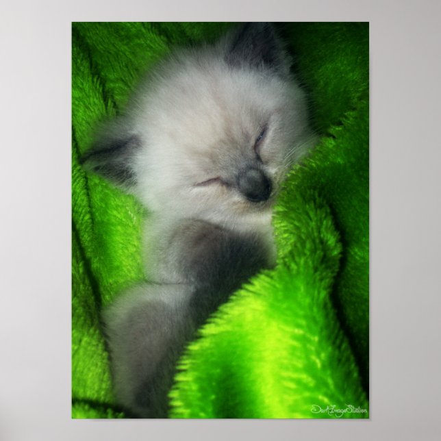 Poster Dormir Kitty (Devant)