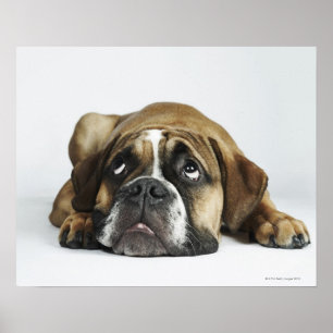 Poster Dorset Old Tyme Bulldog