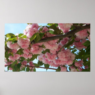 Poster Double Blossoming Cherry