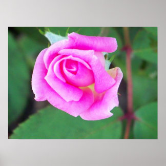 Poster Double bouton (rose)