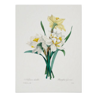 Poster Double Daffodil,  Pierre-Joseph Redouté, 1827