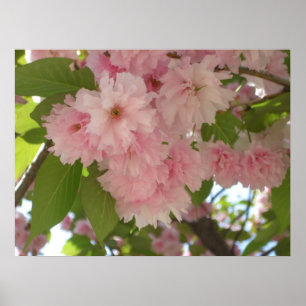 Poster Double floraison cerisier II printemps fleuri