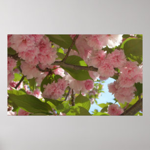 Poster Double floraison cerisier III printemps fleuri